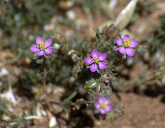 Spergularia bocconei