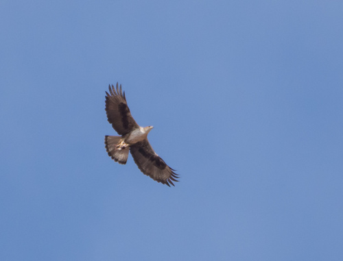 Aquila fasciata fasciata