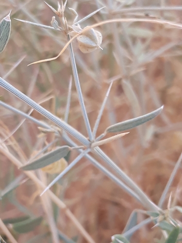Image of Zygophyllum indicum by (c) Karim Haddad, some rights reserved (CC BY)