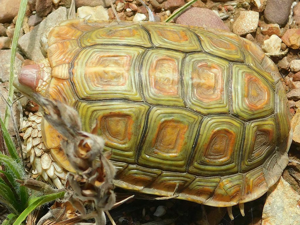 Parrot-beaked Tortoise from Loerkloof Greyton, 7233, South Africa on ...