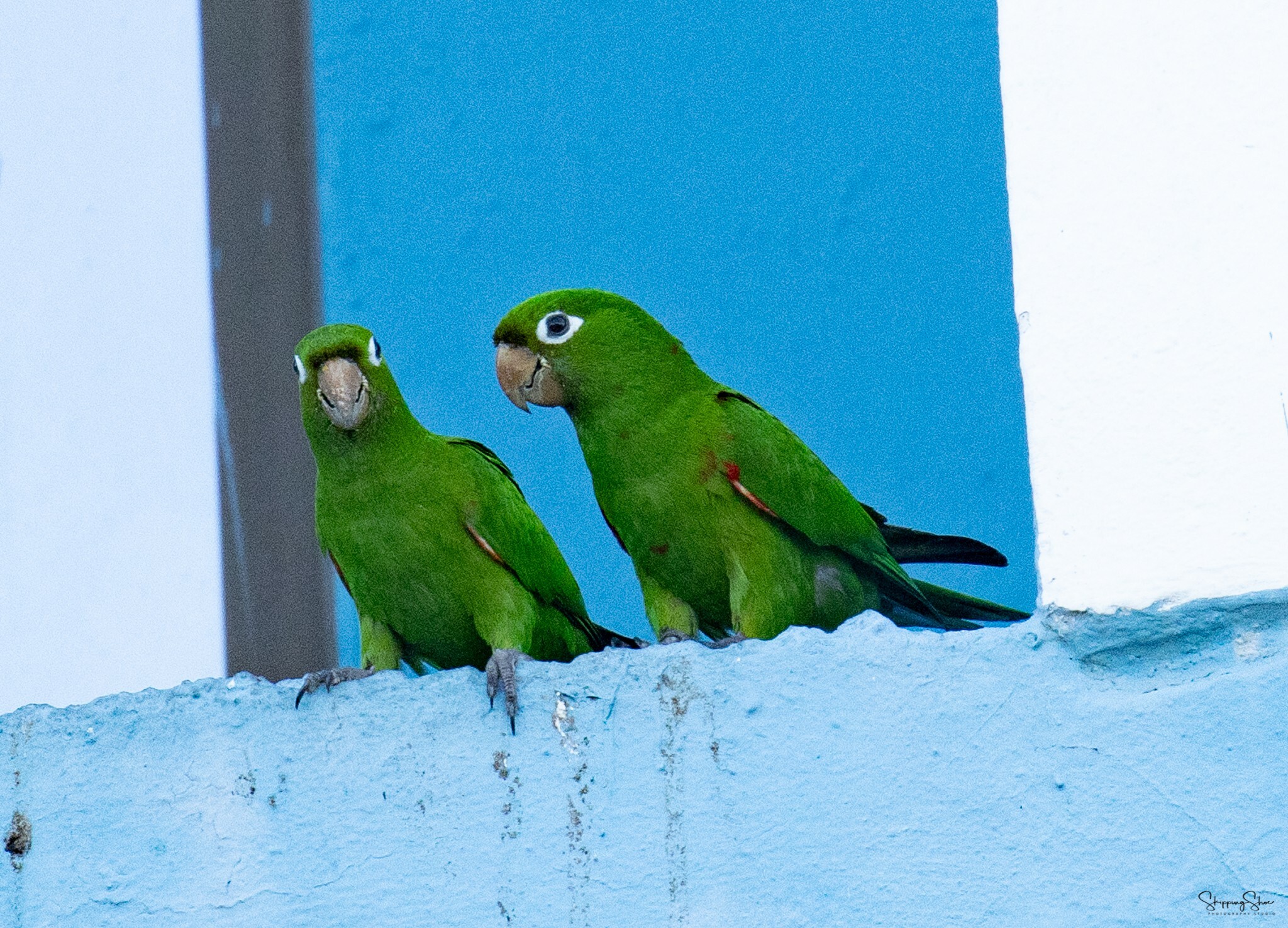 Hispaniolan Parakeet illustration