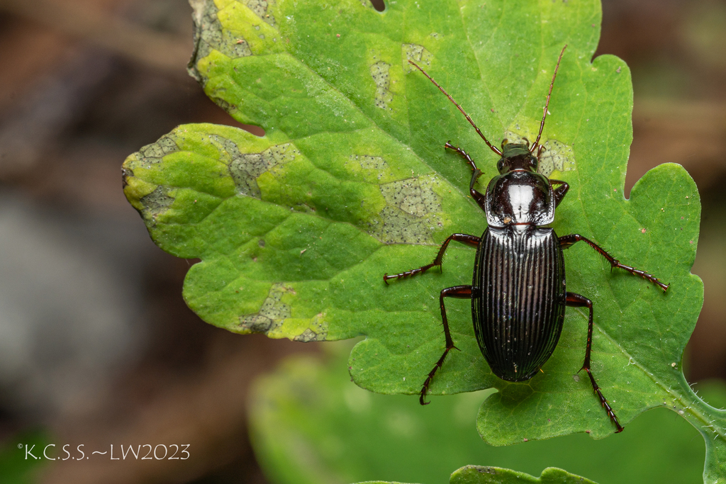 Pristosia proxima