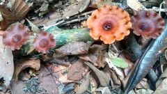 Polyporus leprieurii