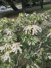 Pieris japonica