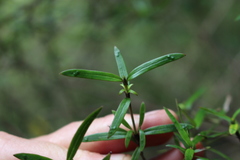Coprosma linariifolia