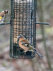 Fringilla coelebs