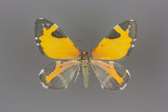 Stamnodes fervefactaria