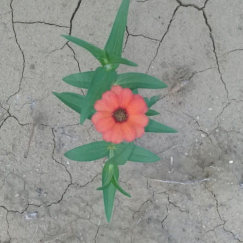 Foto de Zinnia