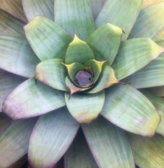 Alcantarea imperialis