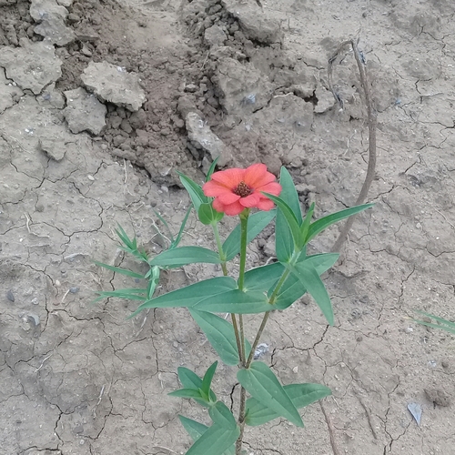 Zinnia