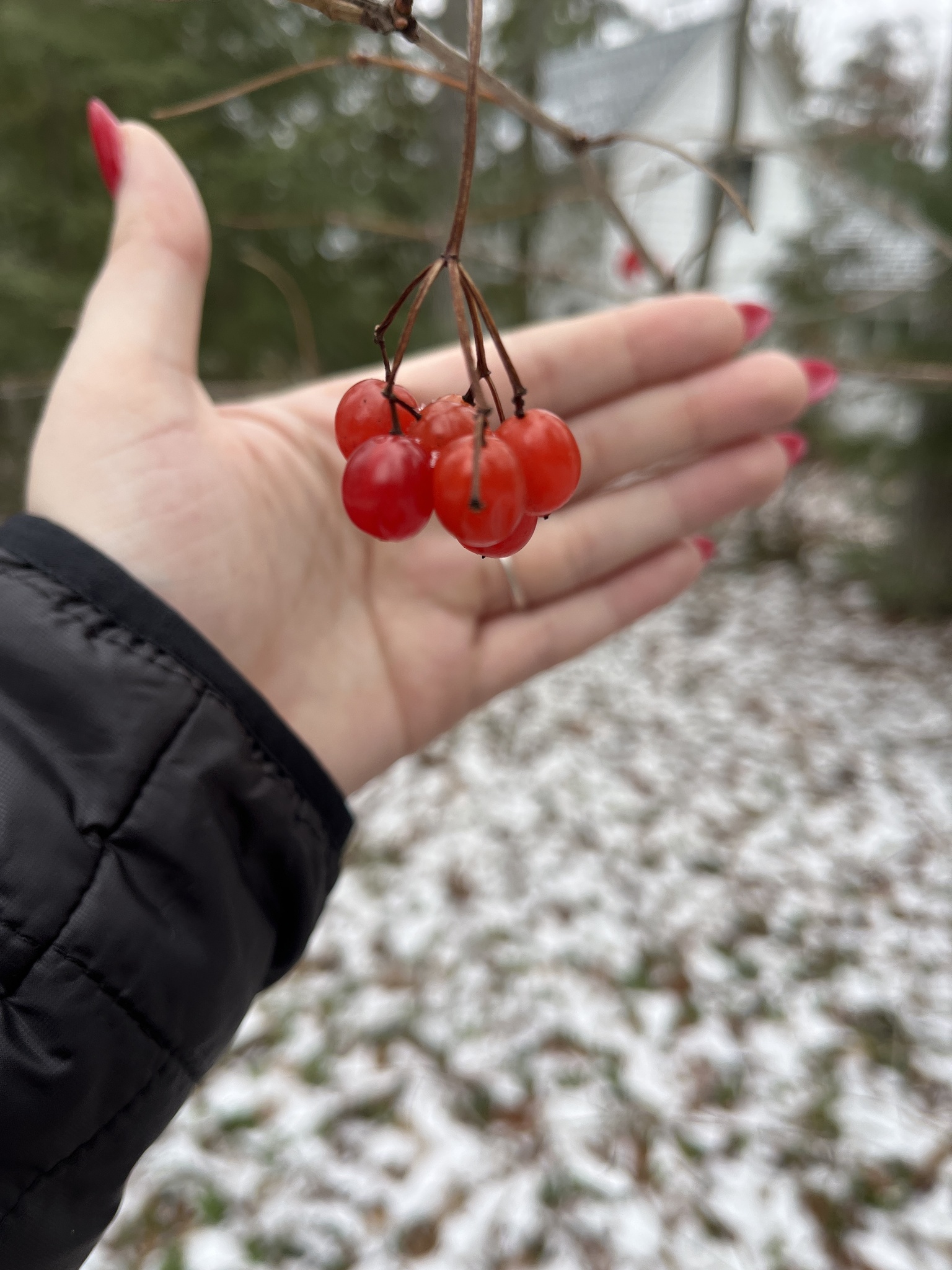 Imagem de Bola-de-neve