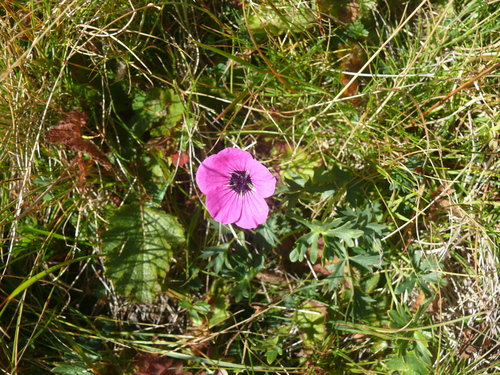 Grey Crane's-bill photographed in Kosovo