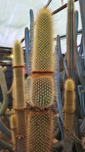 Arrojadoa marylaniae