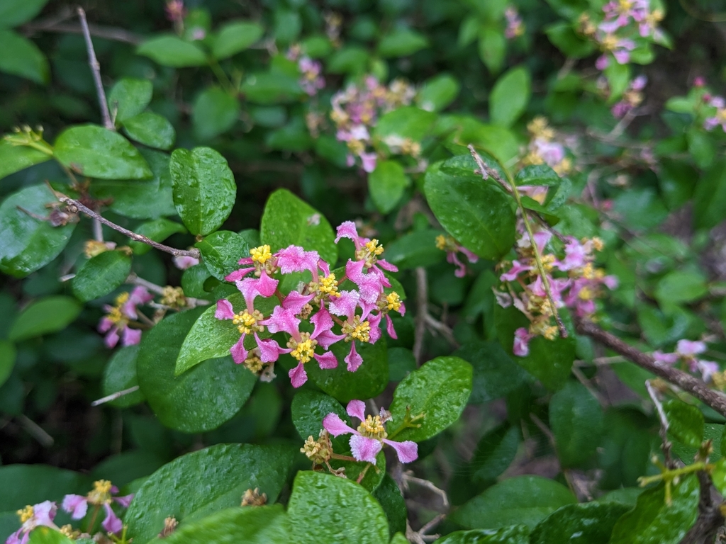 Foto de Acerola