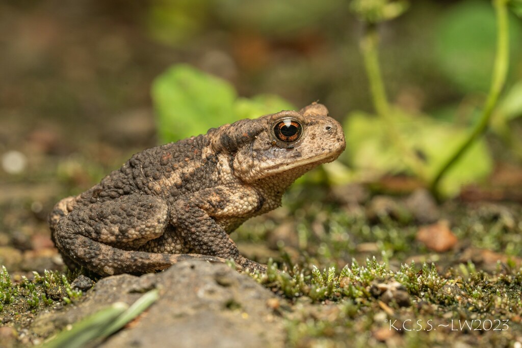 Sakhalin toad in August 2023 by kcss · iNaturalist