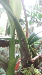 Bulbophyllum coriophorum image