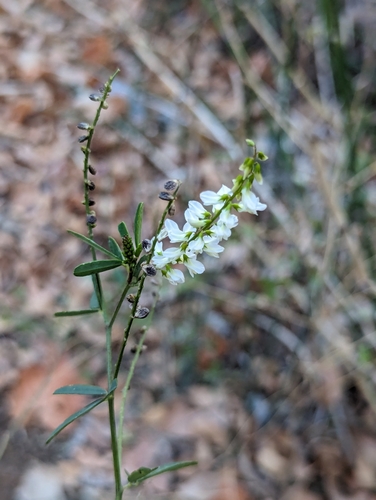 Foto de Melilotus