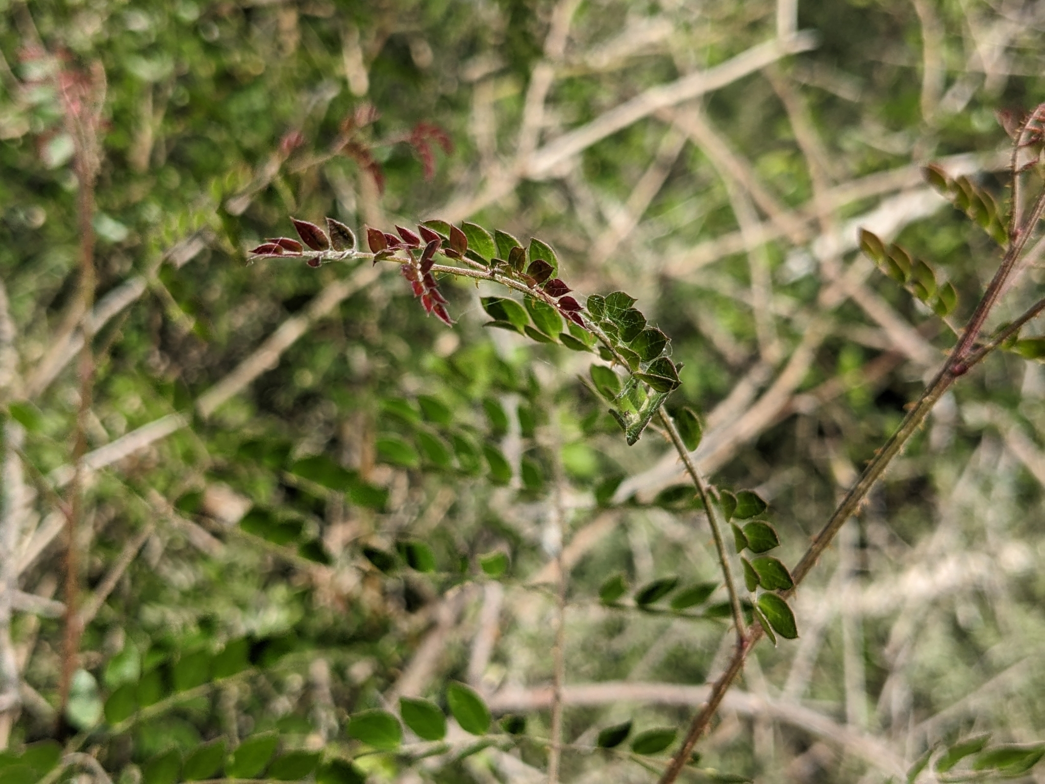 Imagem de Jurema-branca