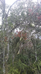 Agarista salicifolia