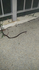 Oligodon octolineatus