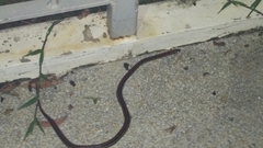 Oligodon octolineatus