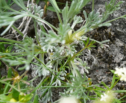 Image of Alpine wormwood by (c) Patrick Hacker, some rights reserved (CC BY)