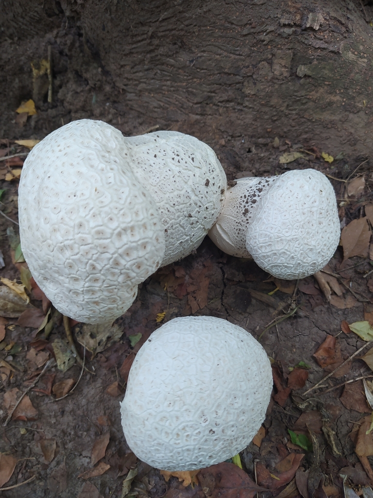Calvatia cyathiformis · December 2023 · photo: © elbarbaguardaparque (iNaturalist, cc-by)