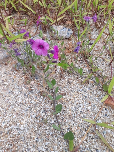 Foto de Petúnia