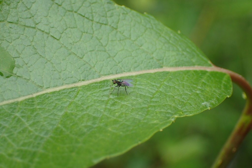 Chrysotus gramineus