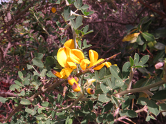 Calicotome spinosa
