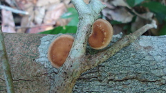 Lentinula boryana