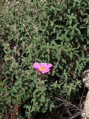Cistus creticus eriocephalus