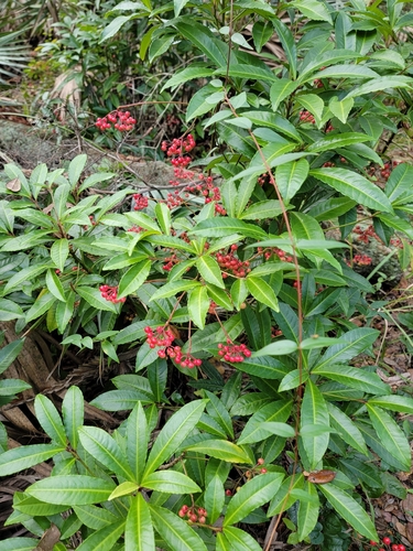Marlberry