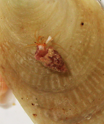 Pygmaeopagurus hadrochirus observed 2014-09-08
