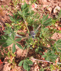 Lupinus micranthus