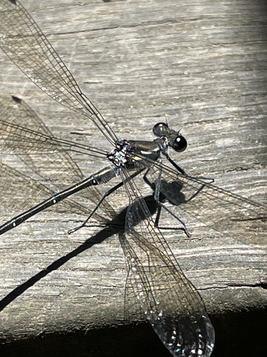 Common Flatwing photo 5