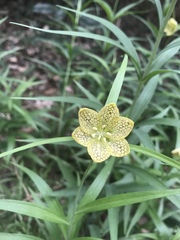 Fritillaria thunbergii