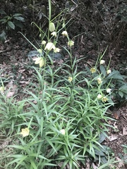Fritillaria thunbergii