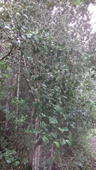 Suregada
