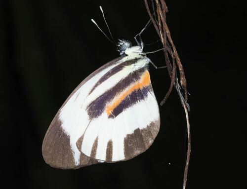 Chiapas White