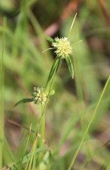 Spermacoce natalensis