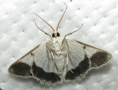 Pingasa cinerea