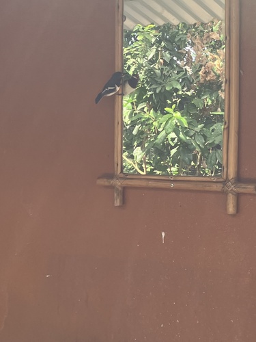 Brown-throated Wattle-eye