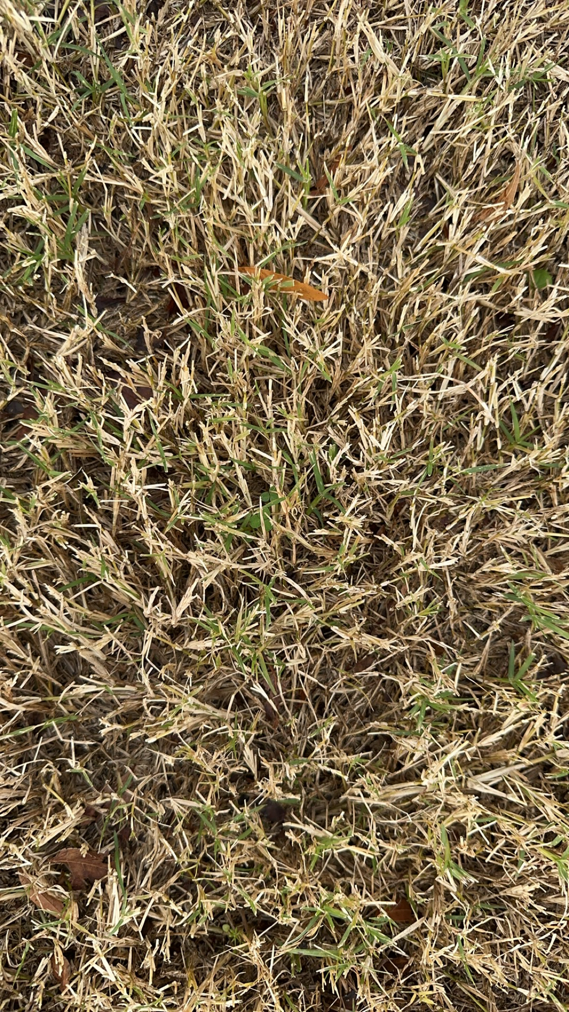 Imagem de Grama-bermuda