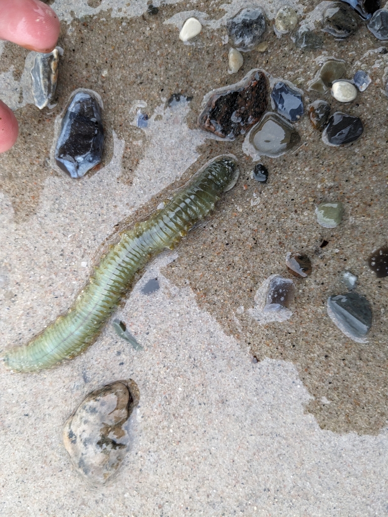 Spawning King Ragworm King Ragworm from Dänemark on January 1, 2024 at 02:13 PM by santa ...