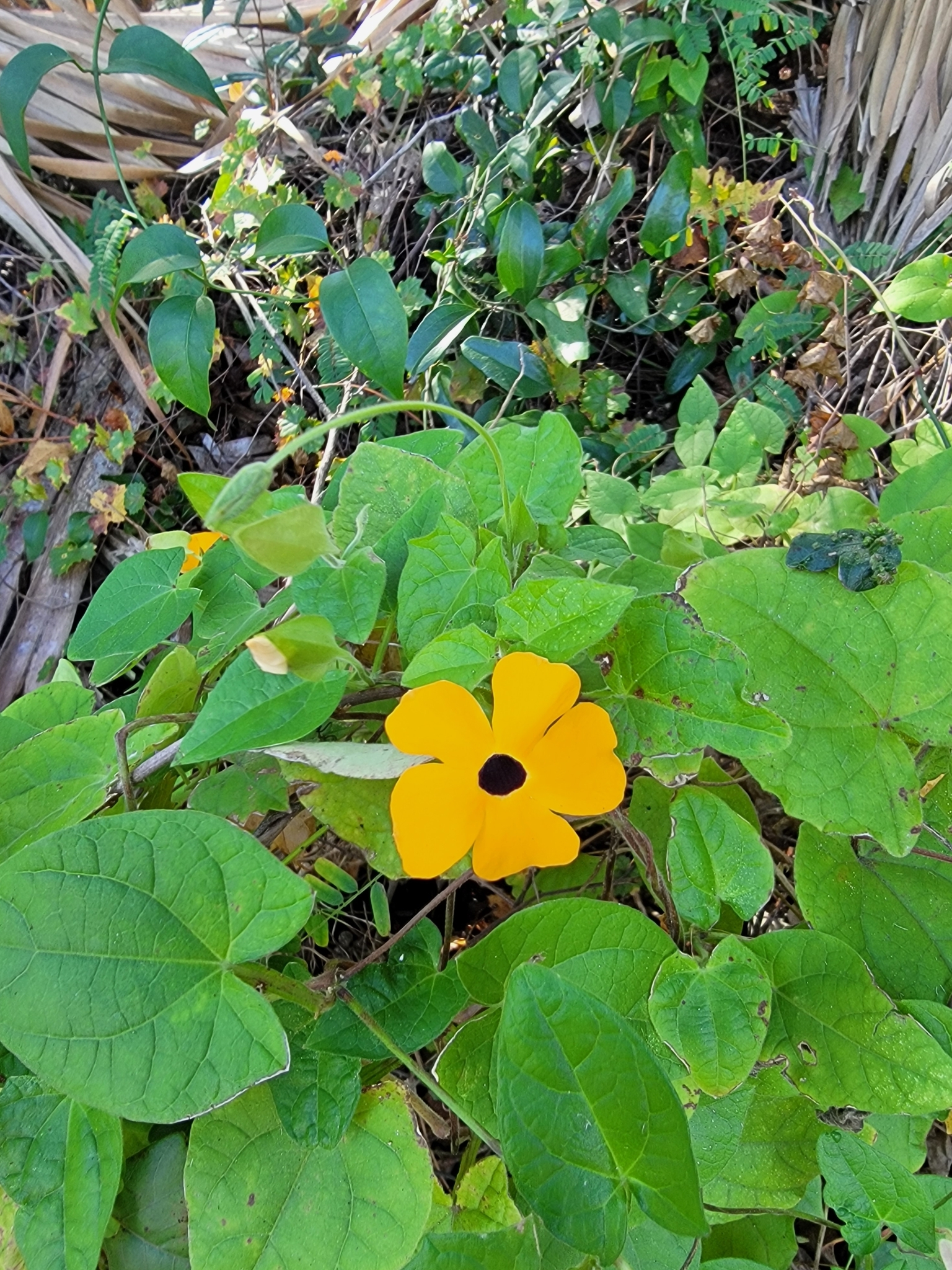 Imagem de Maria-sem-vergonha