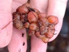 Stolonica socialis