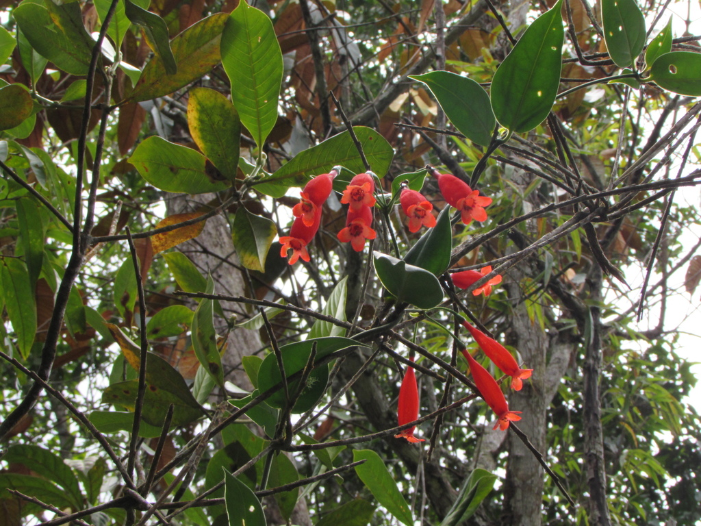 Purdieanthus
