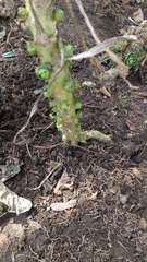 Brassica oleracea gemmifera