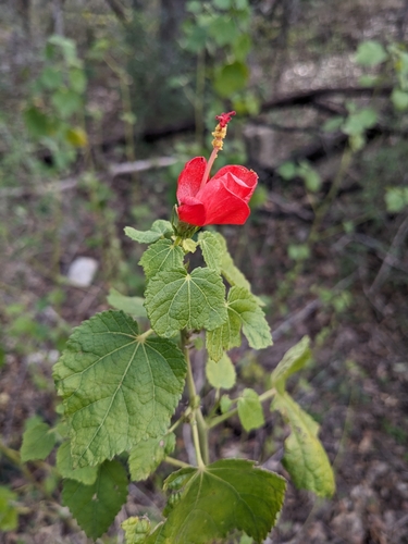 Malvavisco